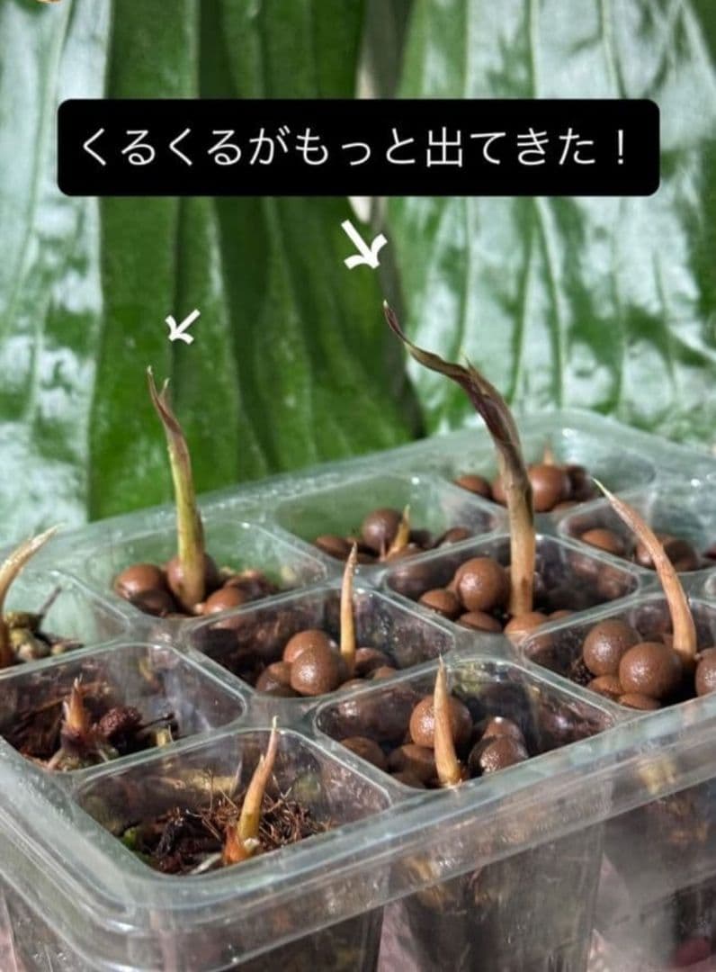 1㎏限定5セットのみ　奇跡の天然鉱石「ぐんぐん玉」観葉植物用です。