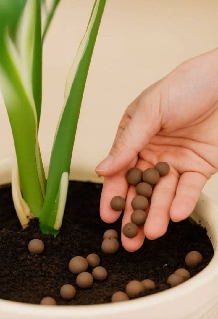 1㎏限定5セットのみ　奇跡の天然鉱石「ぐんぐん玉」観葉植物用です。