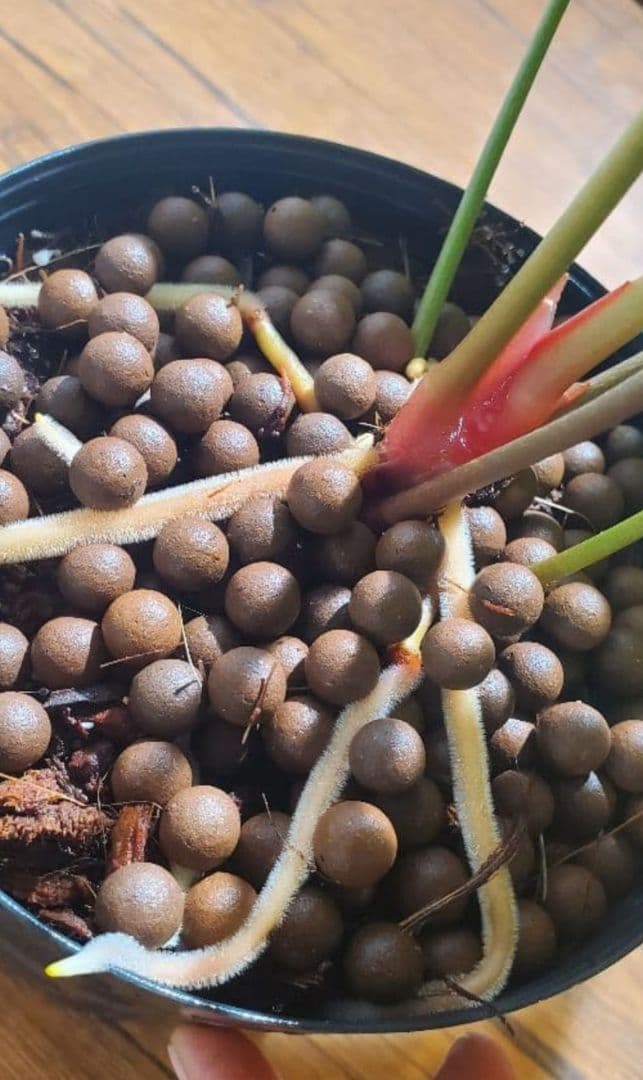 1㎏限定5セットのみ　奇跡の天然鉱石「ぐんぐん玉」観葉植物用です。