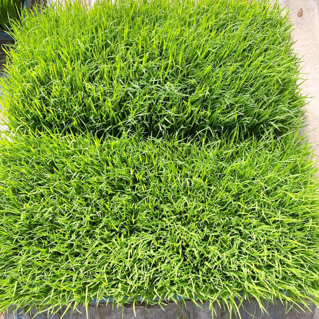 令和７年度産　熊本県産　くまさんの輝き　30kg 玄米　お米　農家直送