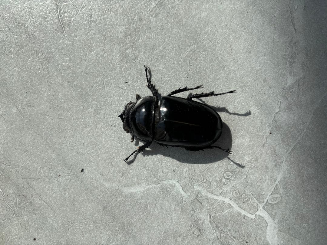 【人気大型種】　タランドゥスオオツヤツヤクワガタ　　標本　オス　メス