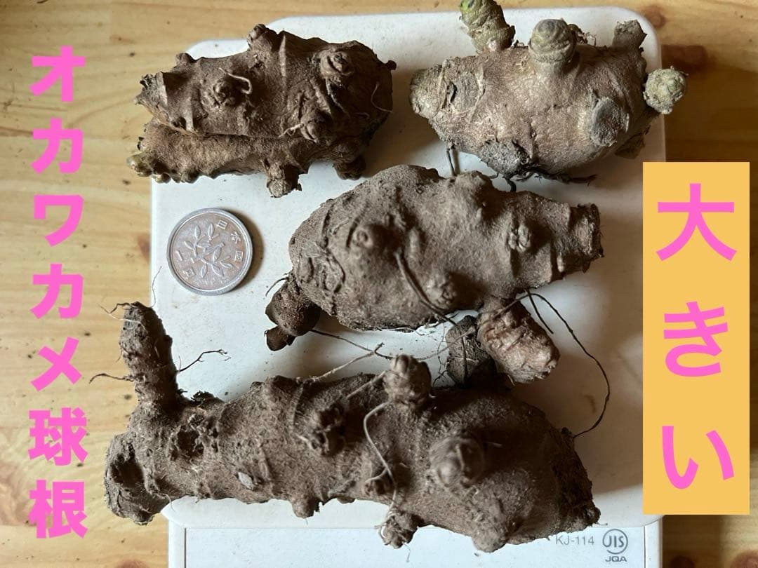 オカワカメ(雲南百薬) 球根　約120g (4個)無農薬　食用　種芋　ムカゴ　⑪