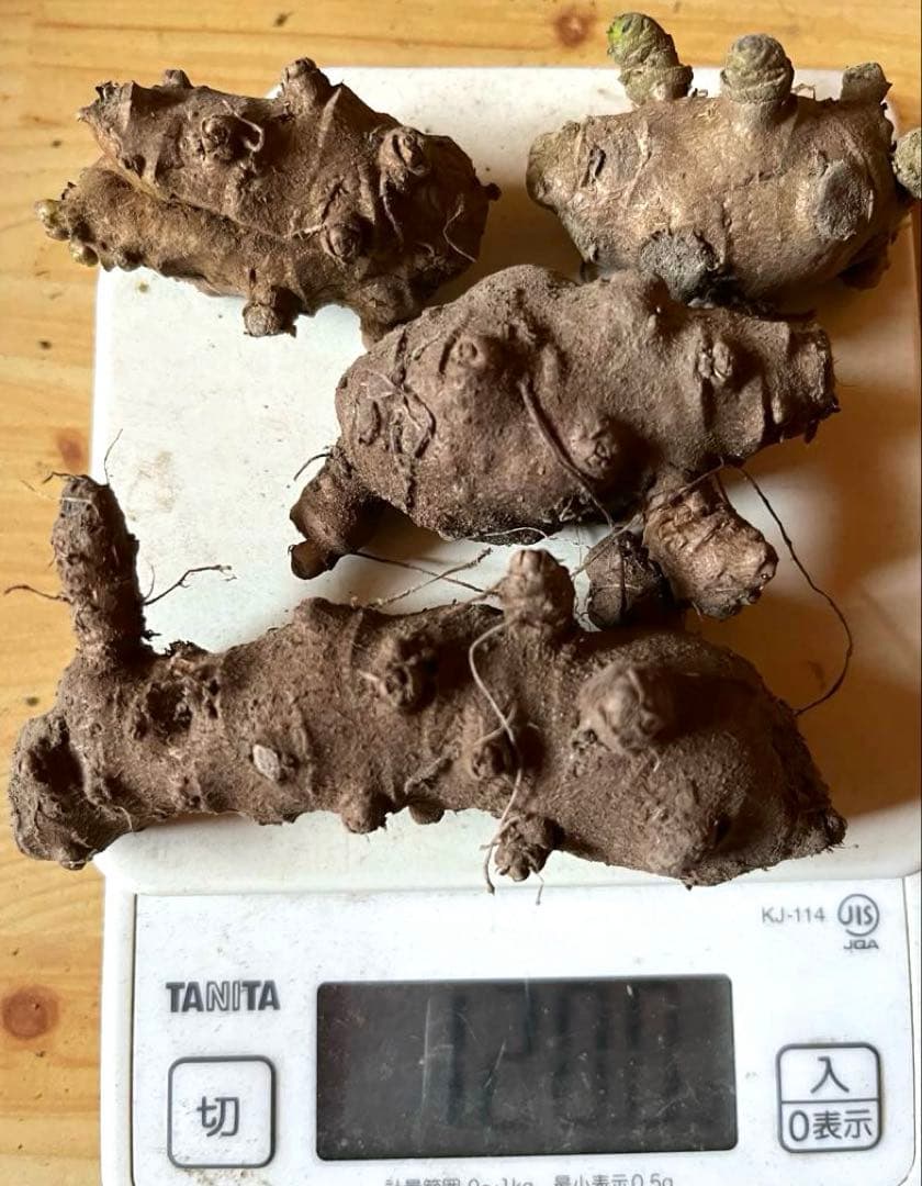 オカワカメ(雲南百薬) 球根　約120g (4個)無農薬　食用　種芋　ムカゴ　⑪