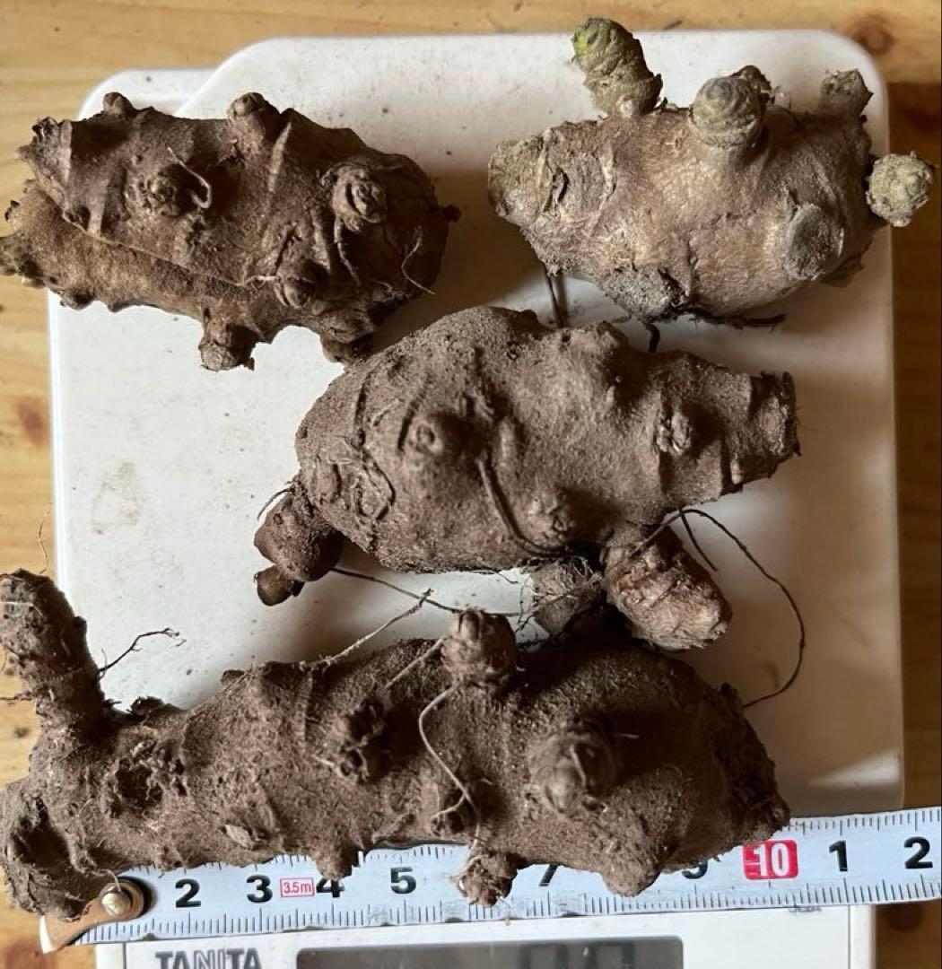 オカワカメ(雲南百薬) 球根　約120g (4個)無農薬　食用　種芋　ムカゴ　⑪