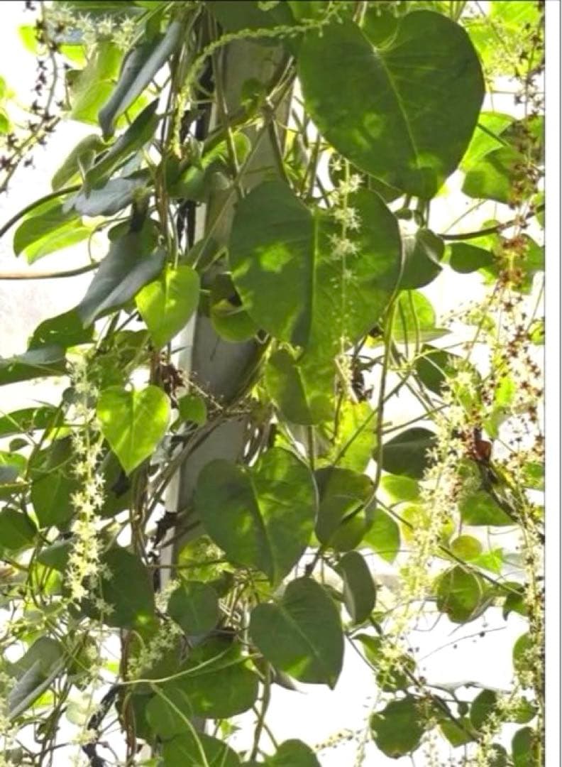 オカワカメ(雲南百薬) 球根　約120g (4個)無農薬　食用　種芋　ムカゴ　⑪