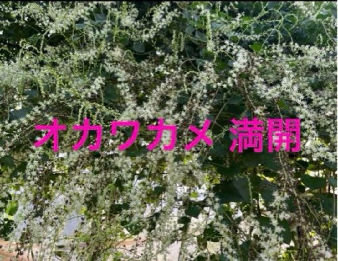 オカワカメ(雲南百薬) 球根　約120g (4個)無農薬　食用　種芋　ムカゴ　⑪