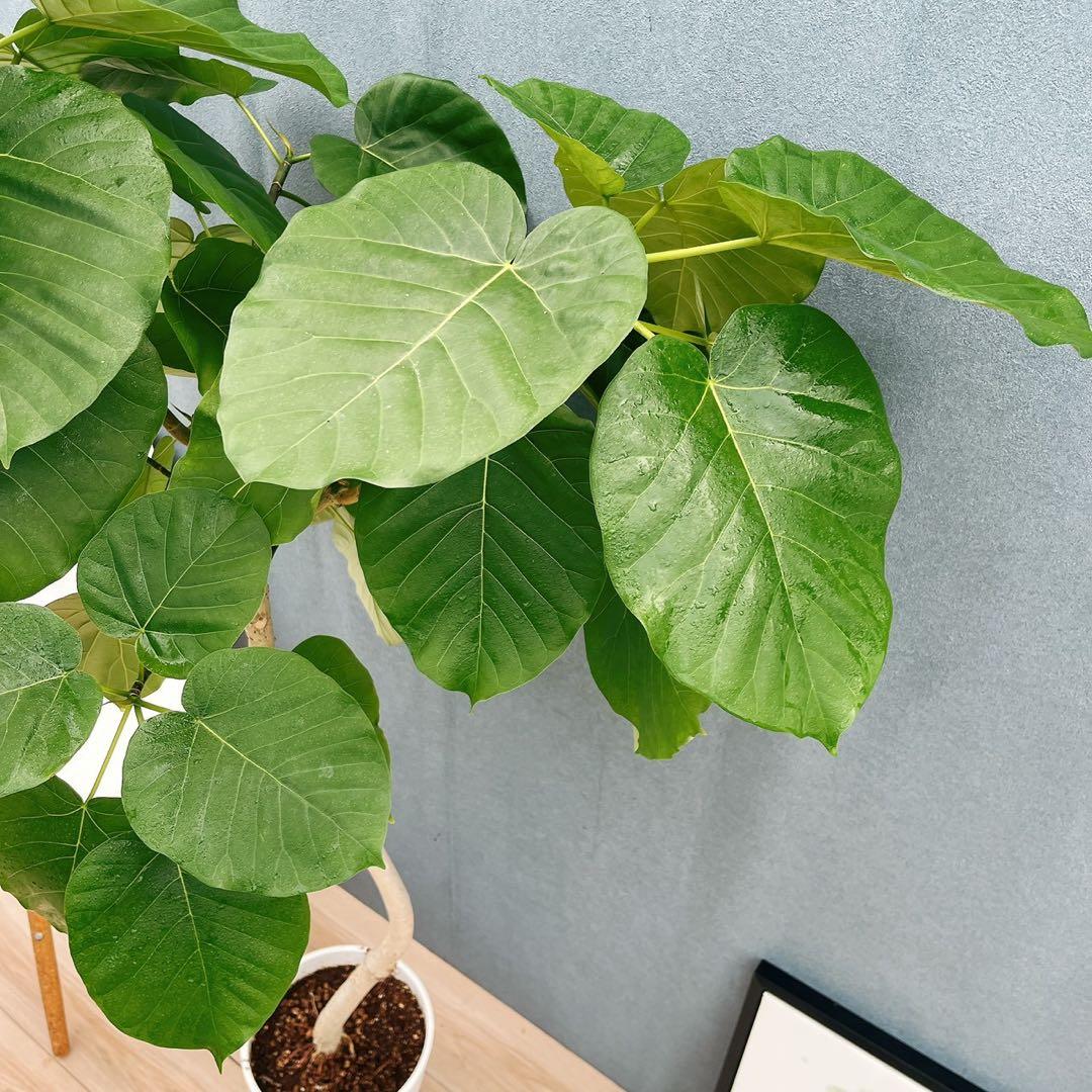 ［現品］※売約済※ 店舗　33番　フィカス　ウンベラータ　8号　観葉植物　室内