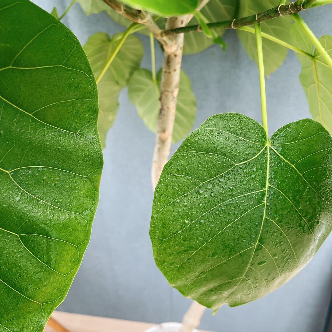 ［現品］※売約済※ 店舗　33番　フィカス　ウンベラータ　8号　観葉植物　室内