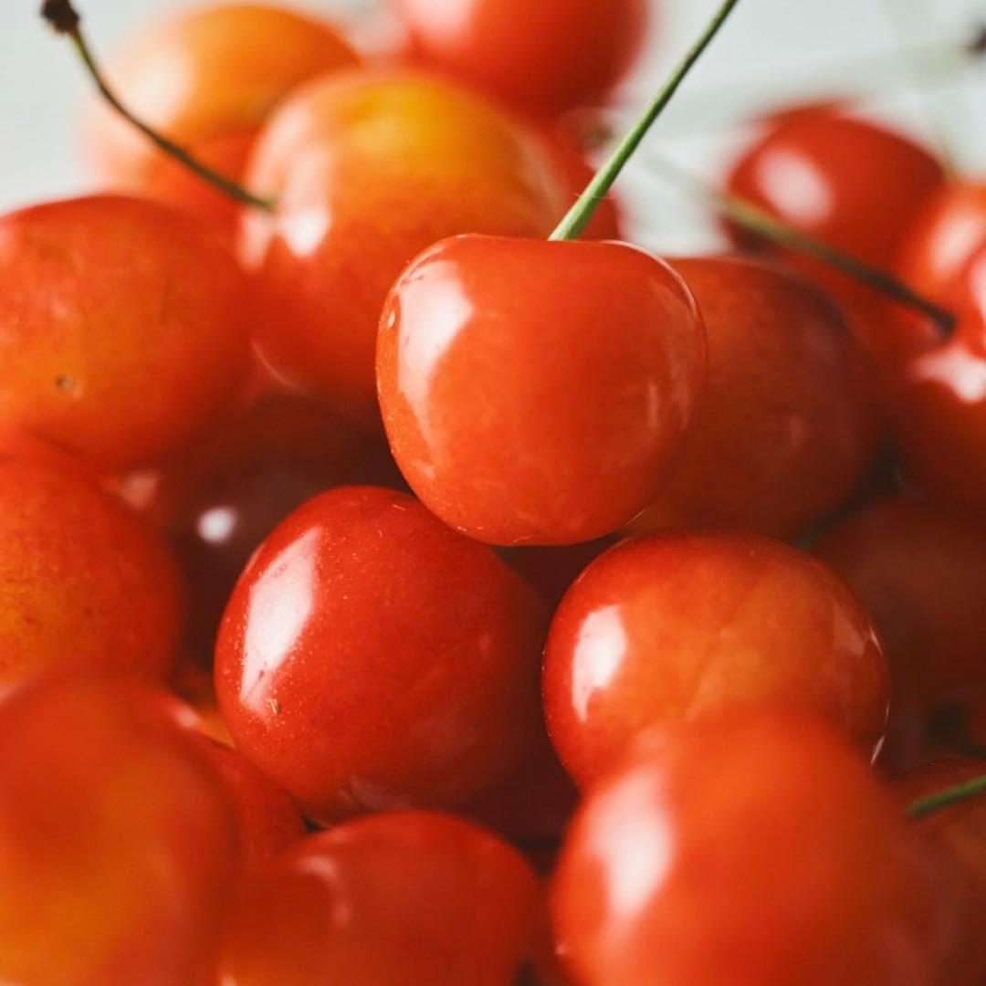 ペンタックス Pentax 67 Macro 100mm GFX 濱田英明 F4