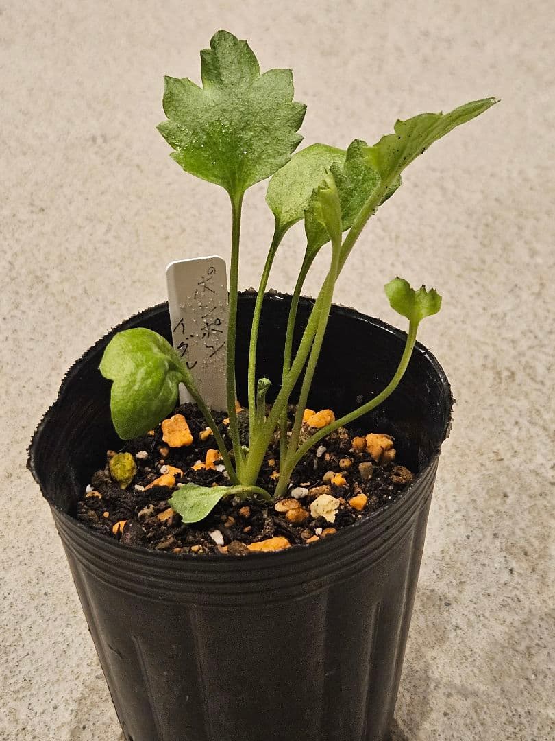 ラナンキュラスラックス　セット☆☆