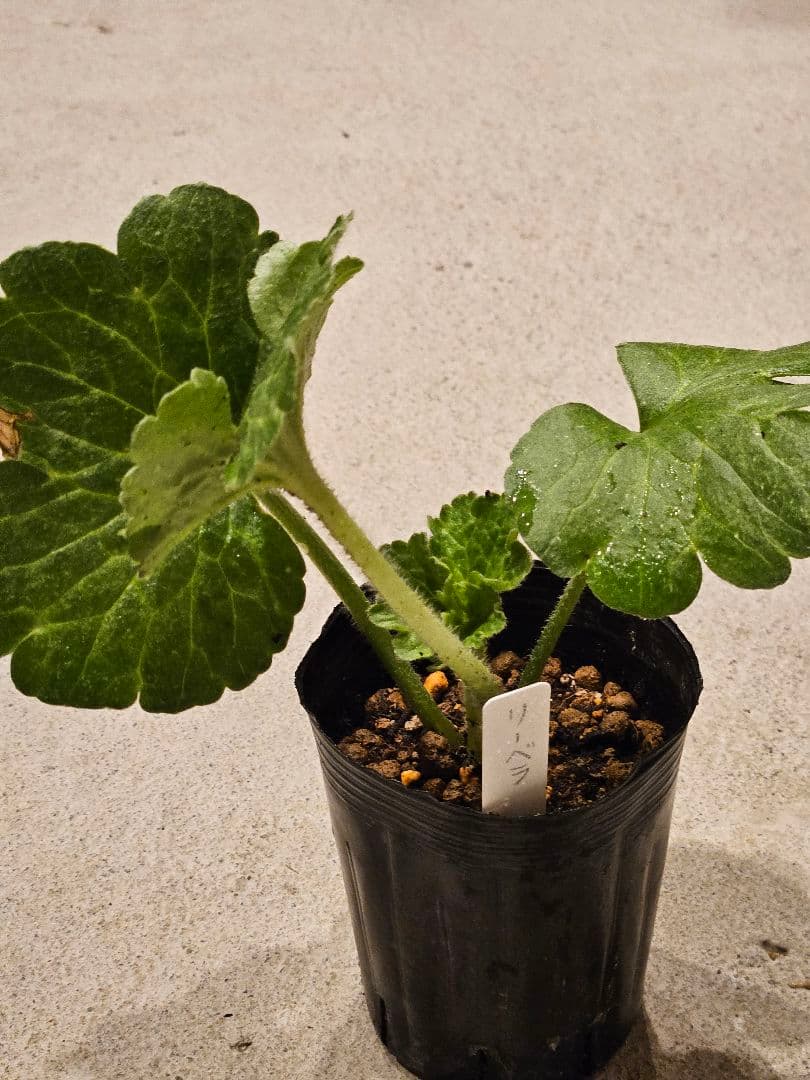 ラナンキュラスラックス　セット☆☆