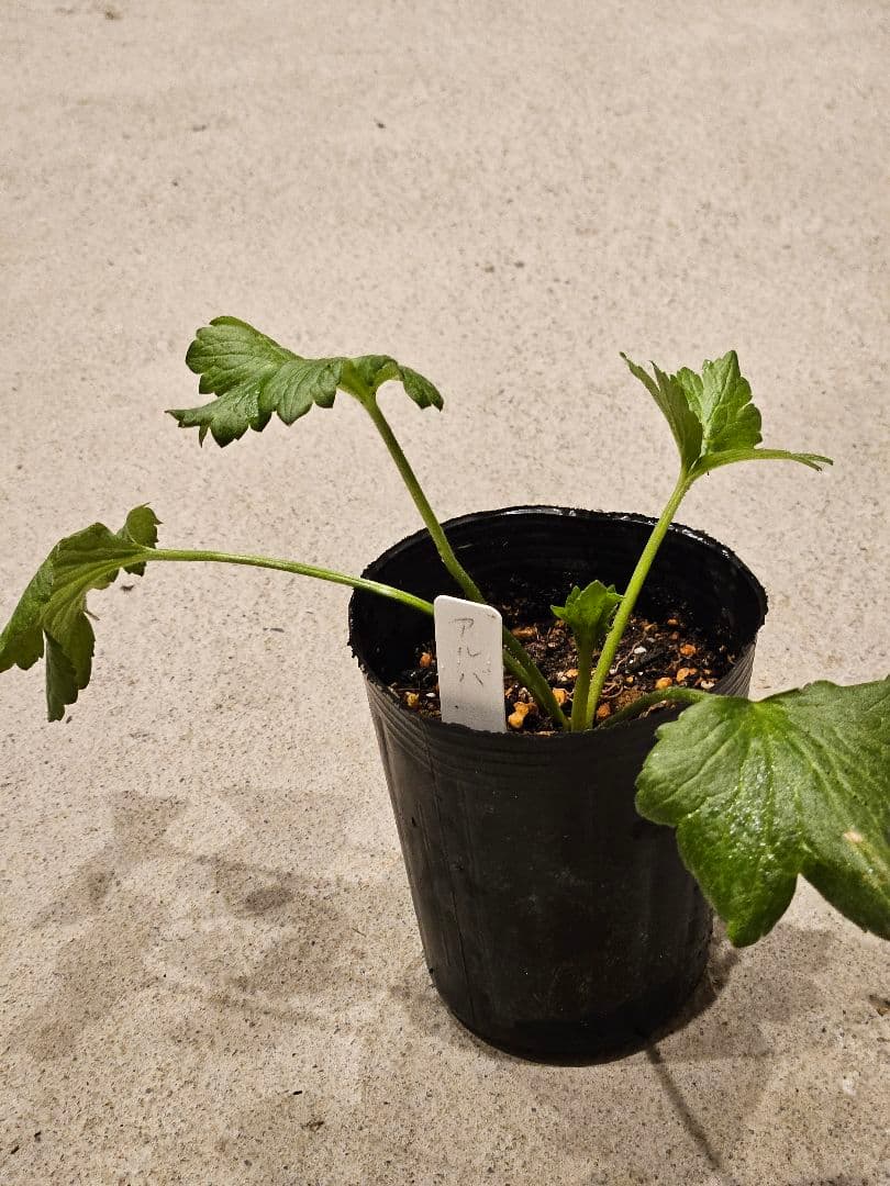 ラナンキュラスラックス　セット☆☆