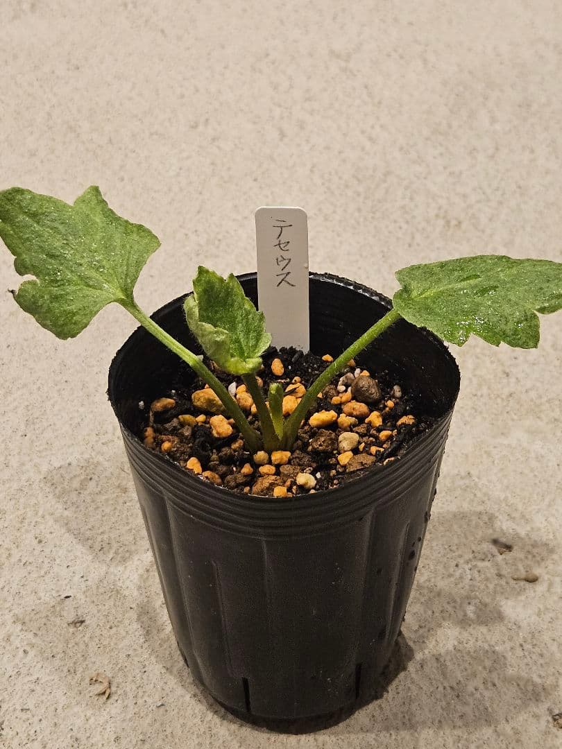 ラナンキュラスラックス　セット☆☆