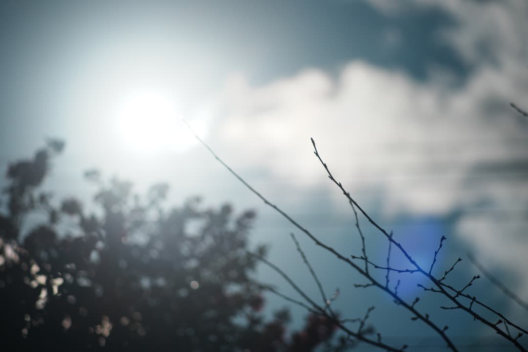 【整備テスト】オリンパス Zuiko Auto-T 135mm F2.8 448