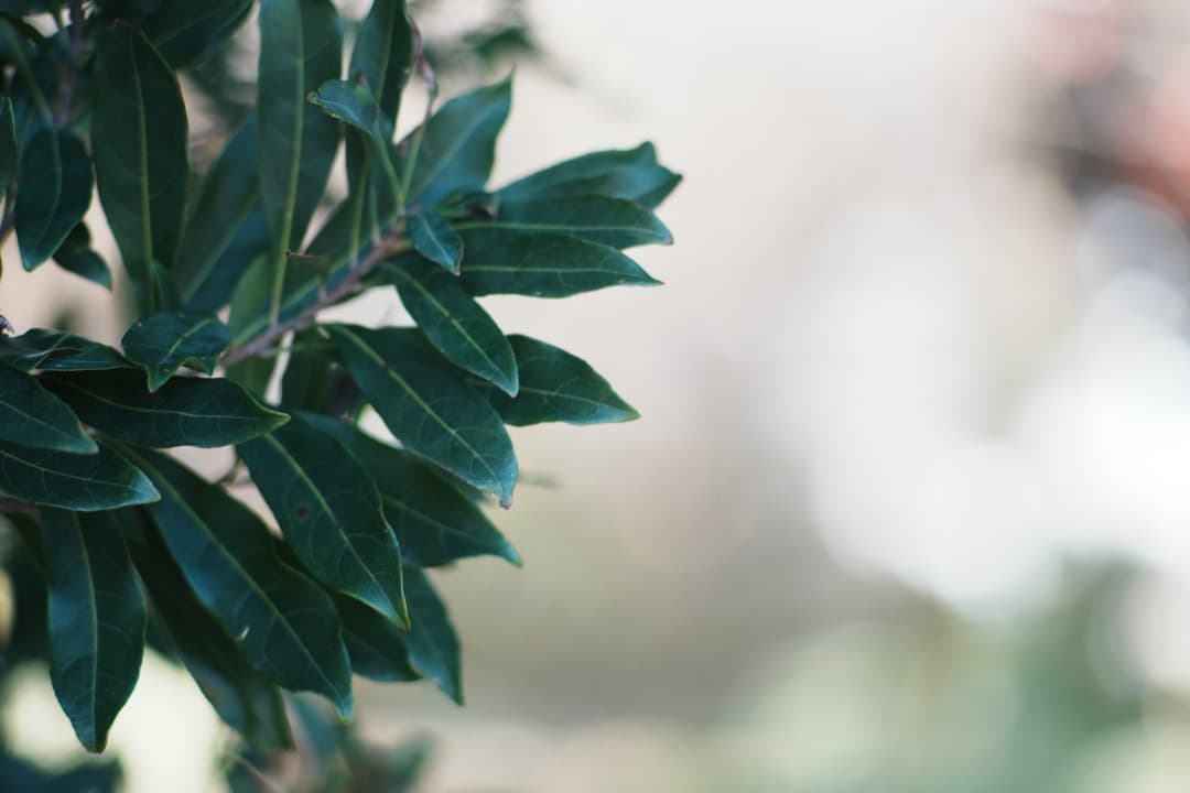 【整備テスト】オリンパス Zuiko Auto-T 135mm F2.8 448