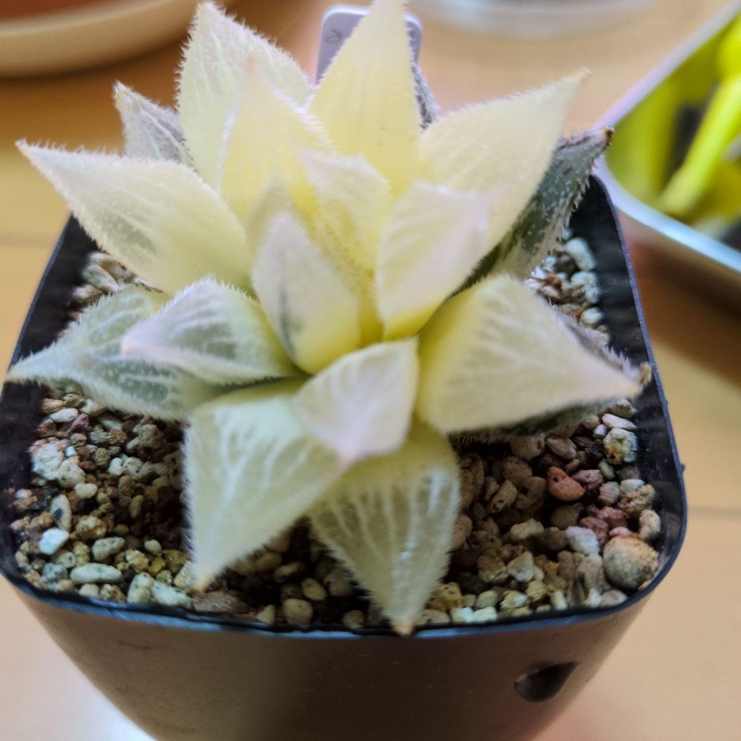 ハルオチア　新白蛇伝