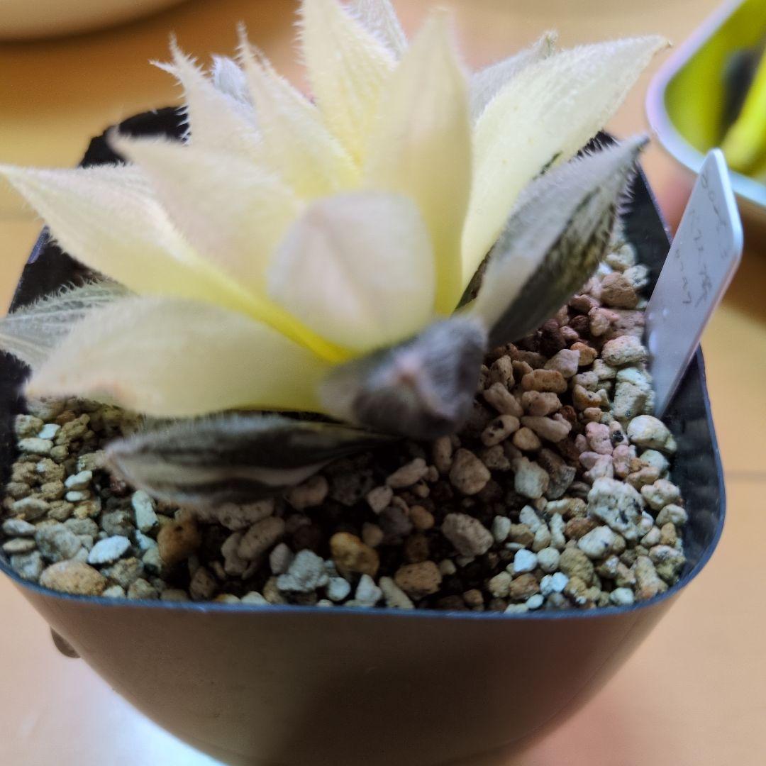 ハルオチア　新白蛇伝