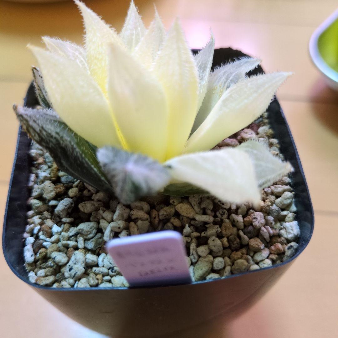 ハルオチア　新白蛇伝