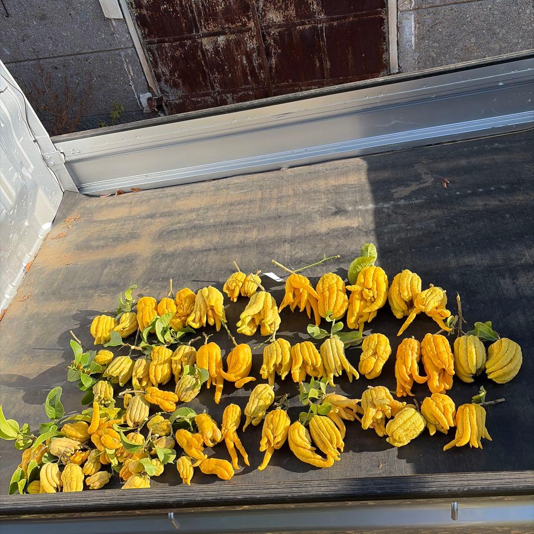 仏手柑　セット