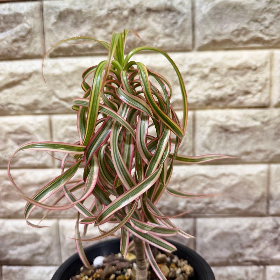 希少　ドラセナ　キュンティ　カール強　4号鉢