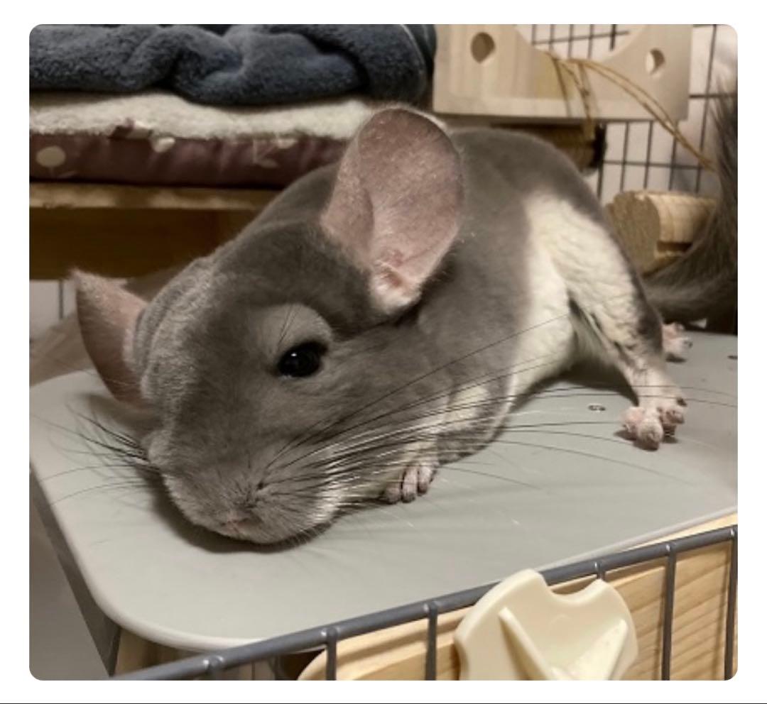 チンチラのクーラー ＰＣ－２００　冷暖房器