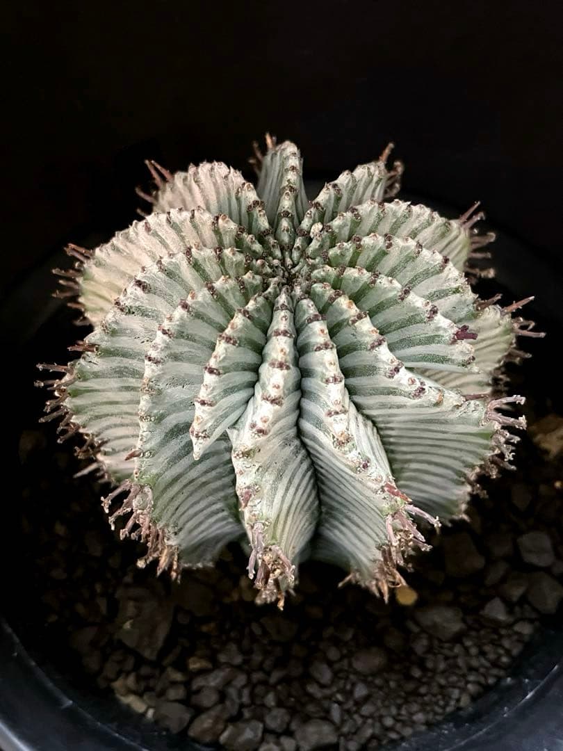 麺*類様 ユーフォルビアホリダ White zebra S胴太 親株 子株付き