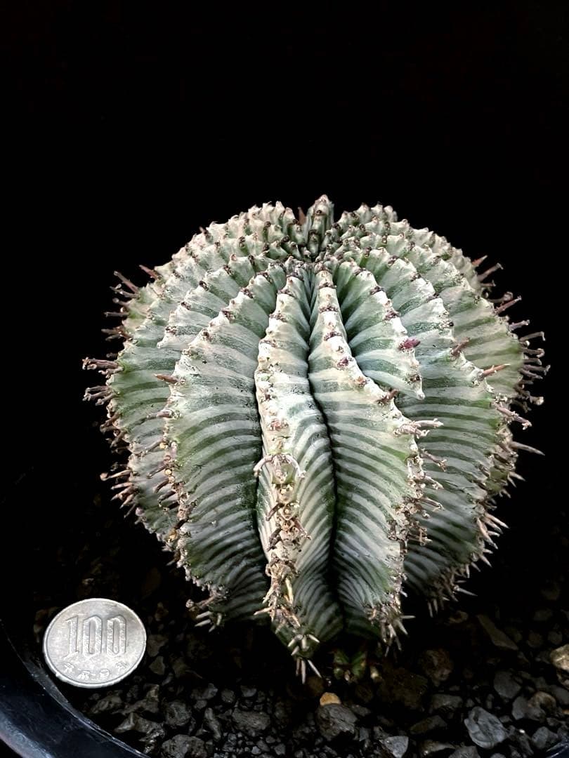 麺*類様 ユーフォルビアホリダ White zebra S胴太 親株 子株付き