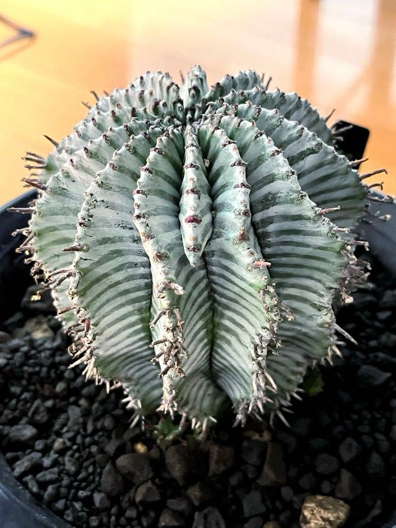 麺*類様 ユーフォルビアホリダ White zebra S胴太 親株 子株付き