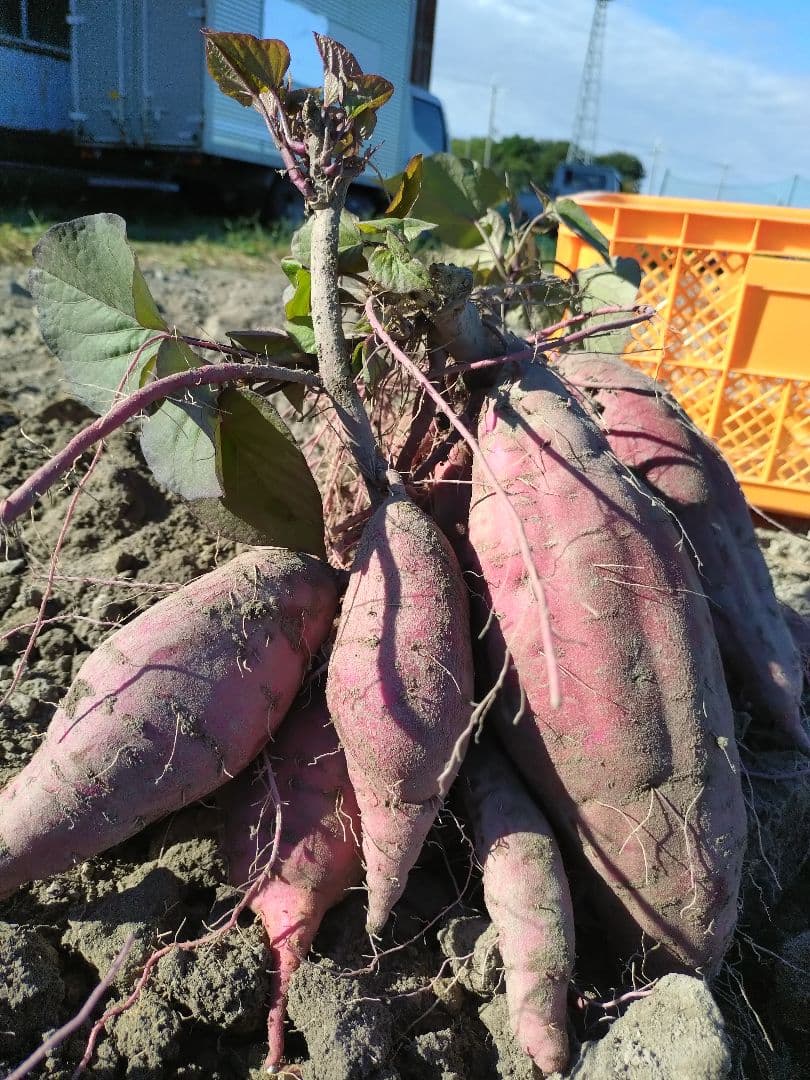 紅はるか　25キロ　壺焼き芋　ほっこり