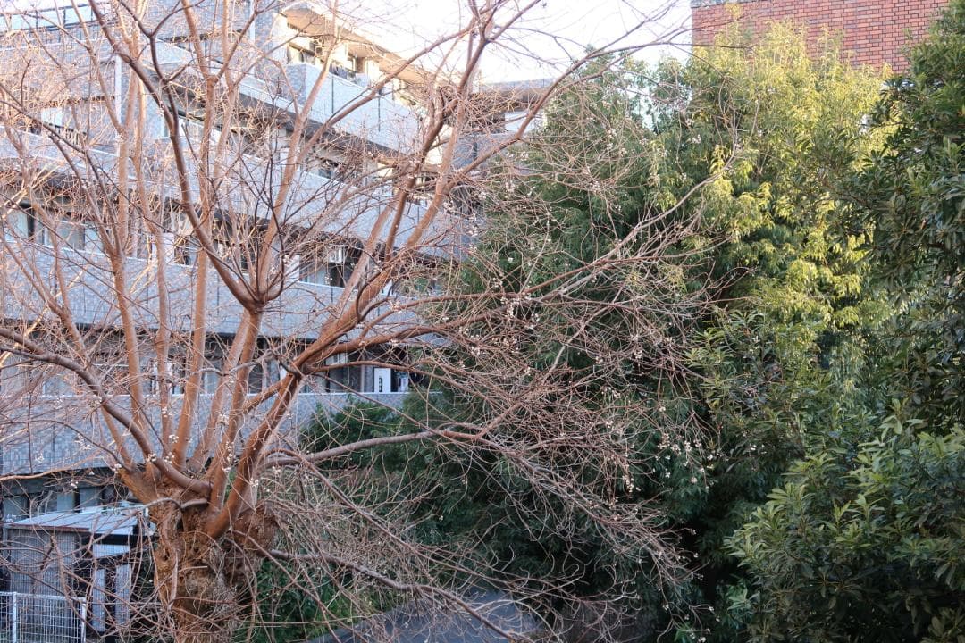 〓美品〓キヤノン Canon PowerShot G7 X Mark II