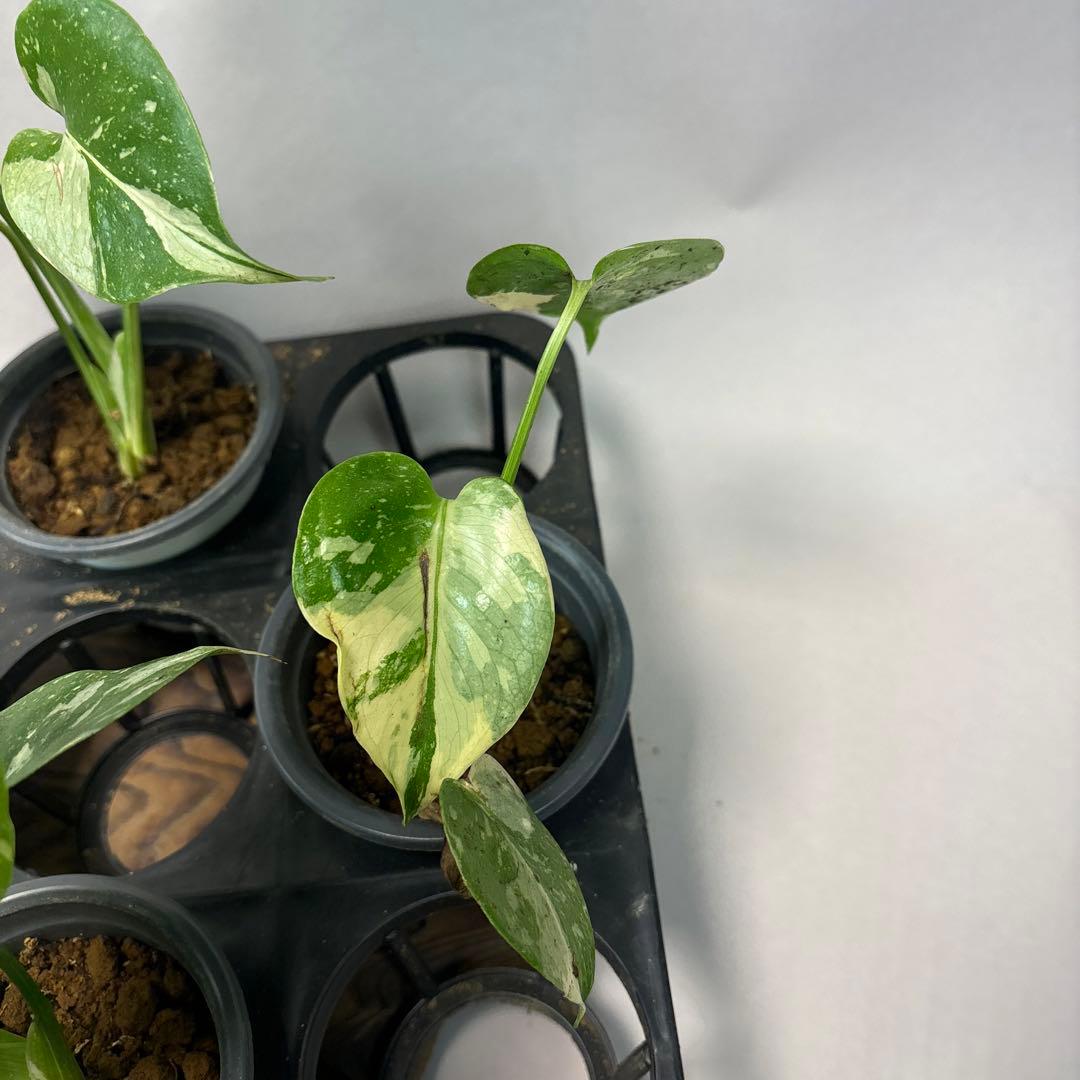 s*a様 10株セットms77【訳あり】モンステラ・タイコンステレーション 斑入