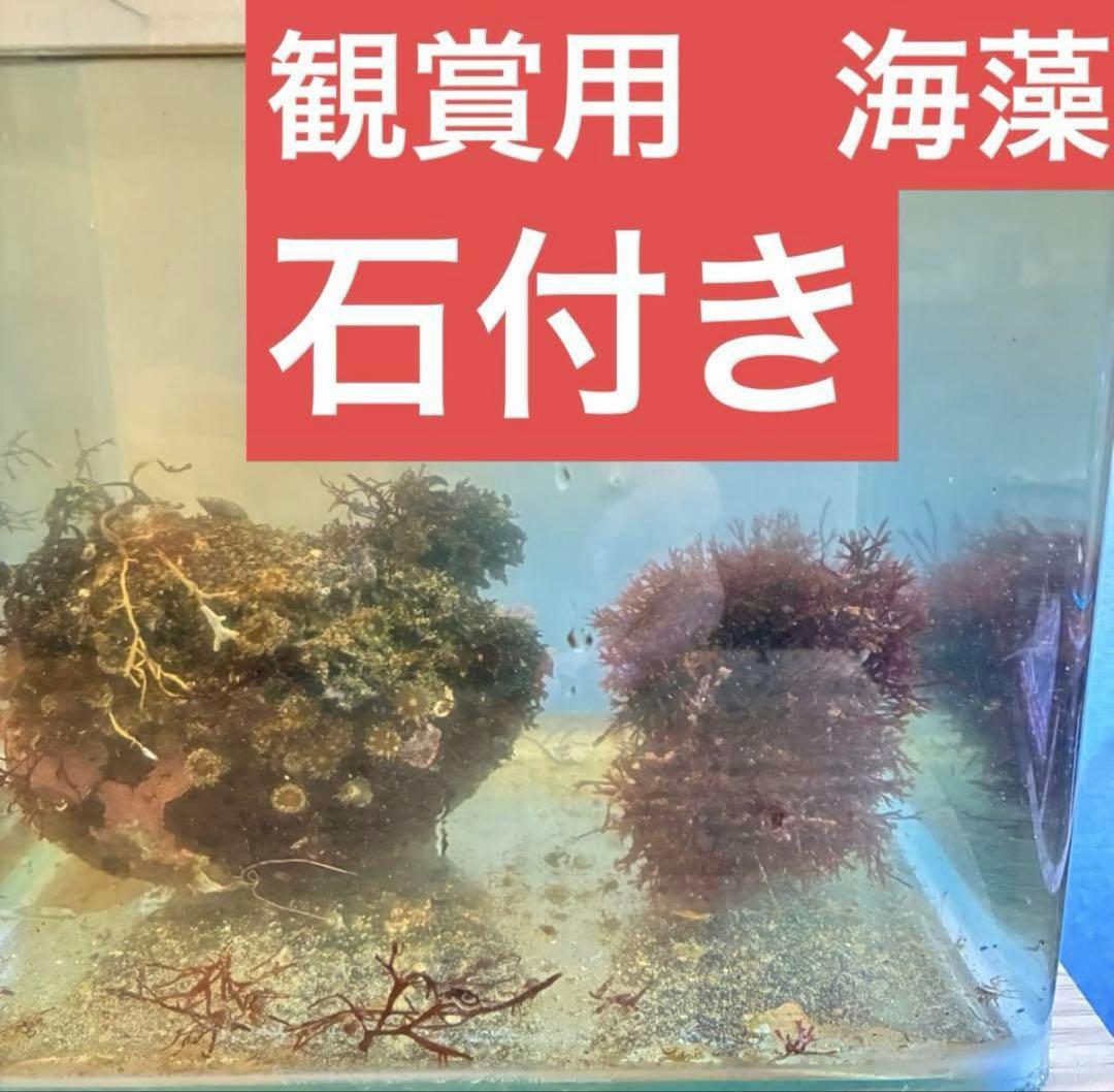 石付き！ミル　海藻　岩付き　ライブロック