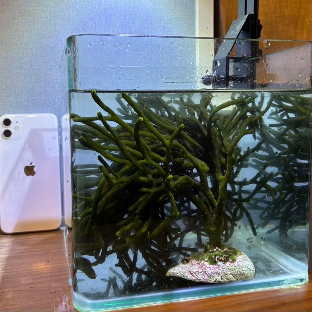 石付き！ミル　海藻　岩付き　ライブロック