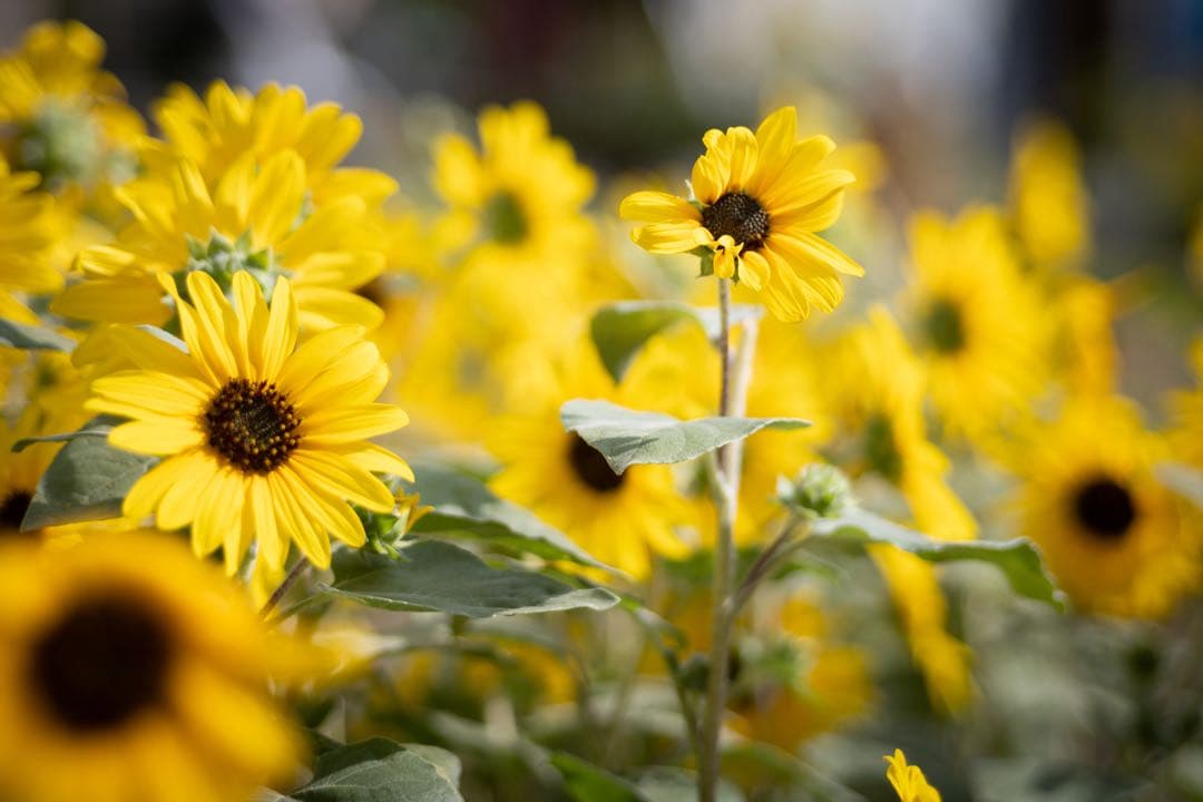 【良品/値下げ中】TELE-ELMARIT 90mm 2nd+12575