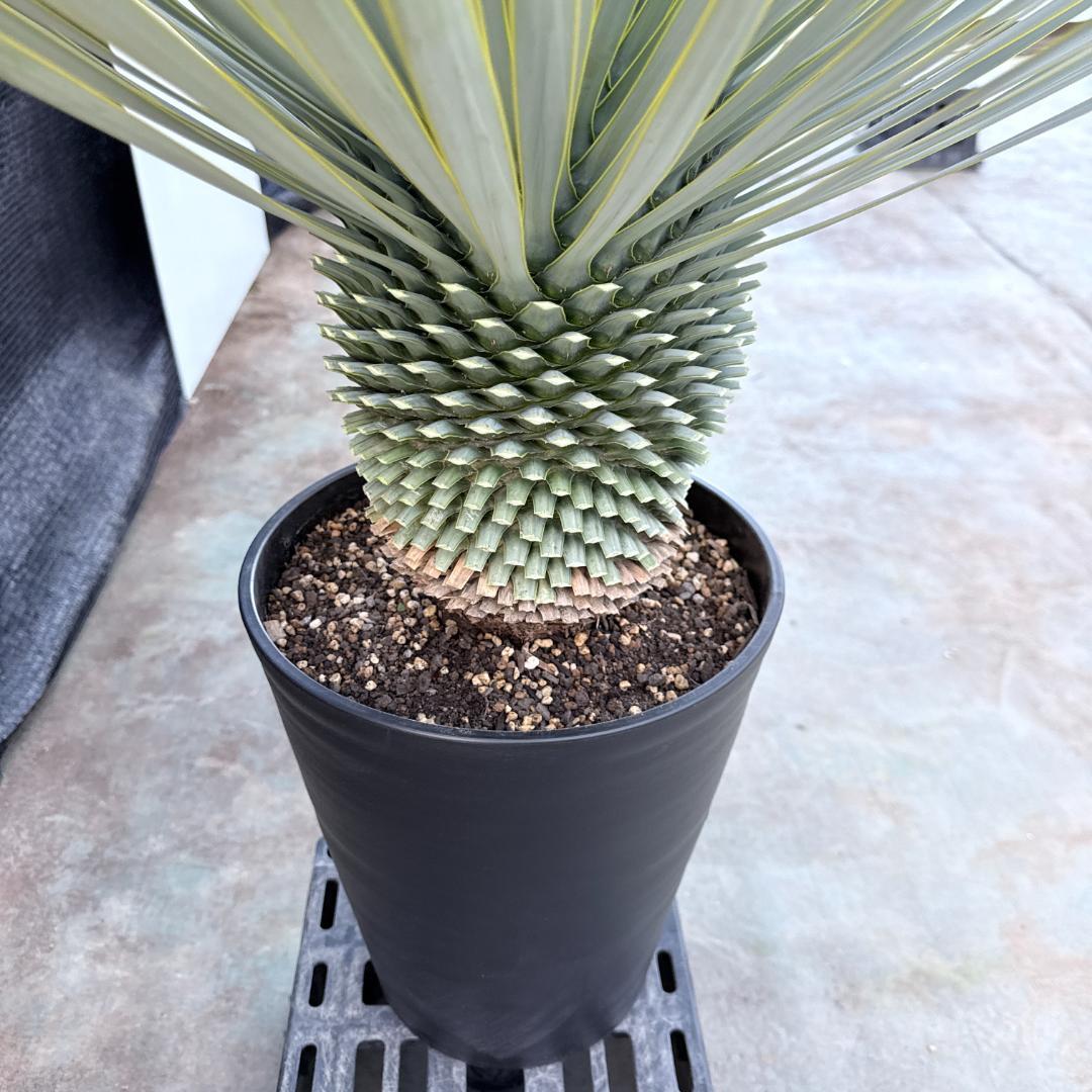 【AL1190】ユッカ　ロストラータ シルバーブルー　超美形　極太　感動個体