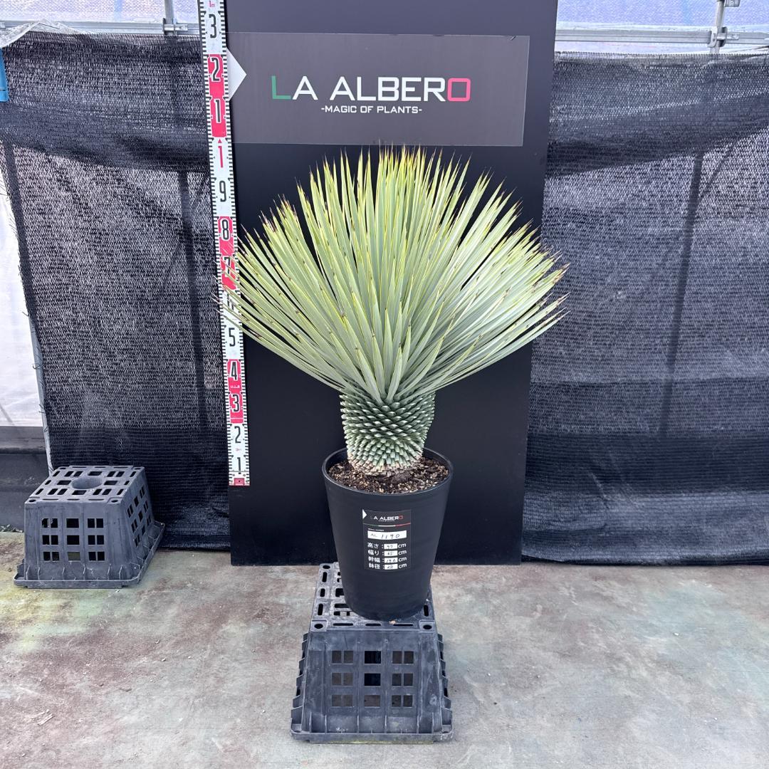 【AL1190】ユッカ　ロストラータ シルバーブルー　超美形　極太　感動個体