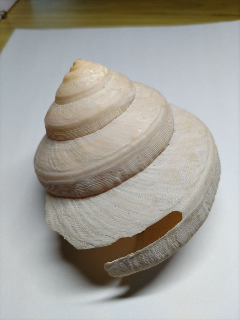 新種？クリスマス島　貝(大)