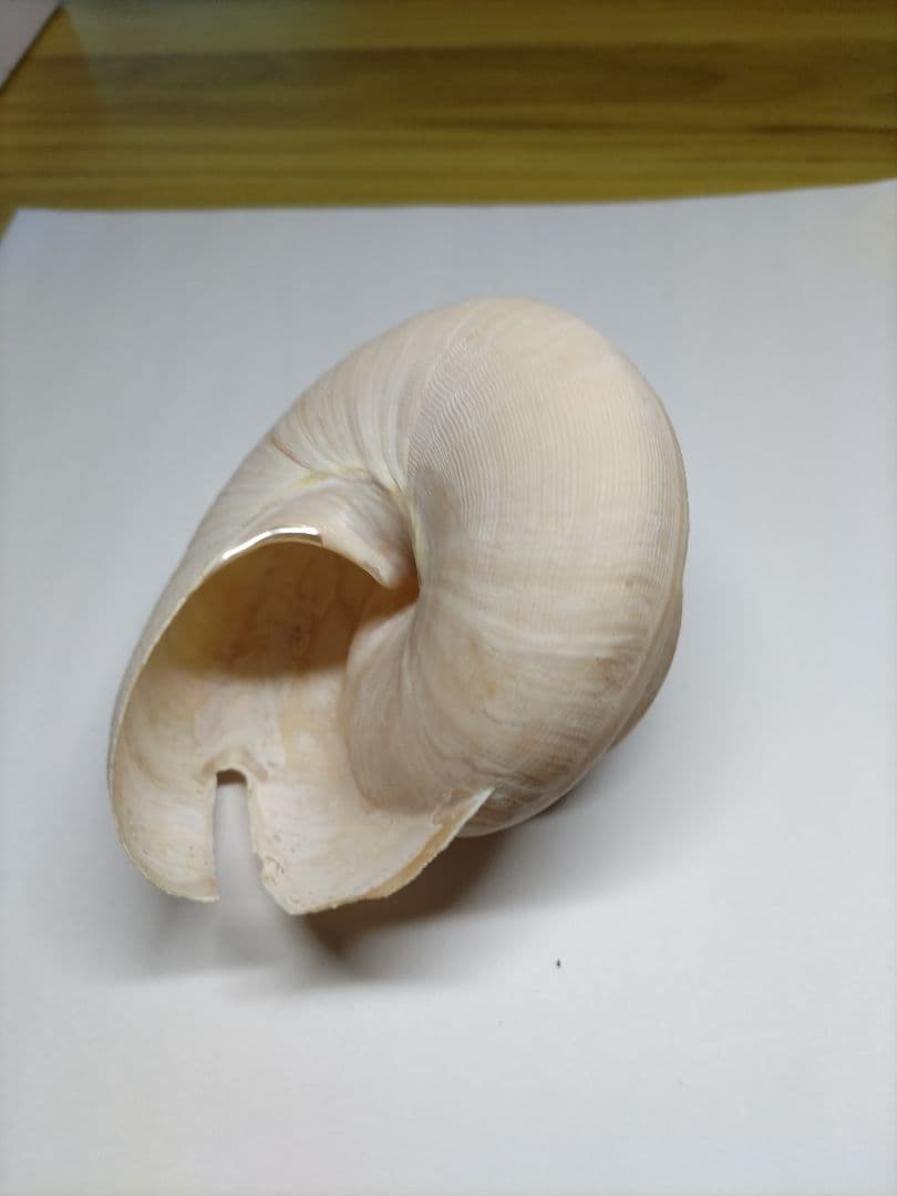 新種？クリスマス島　貝(大)