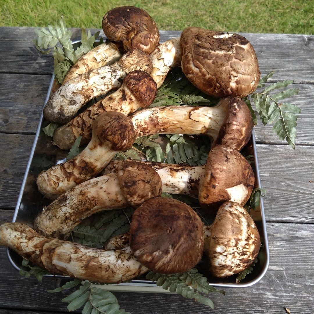 岩手県産マツタケ610g