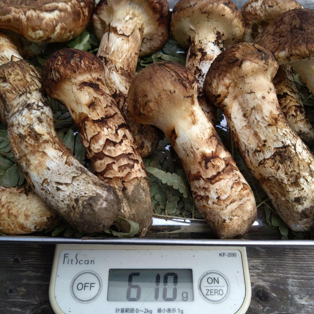 岩手県産マツタケ610g
