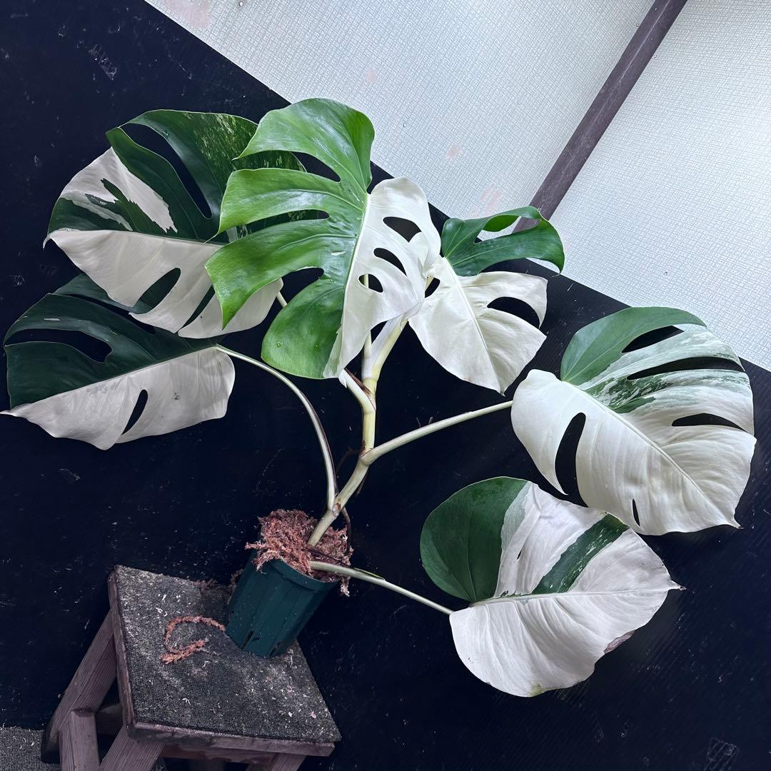 ☆*☆様 モンステラ斑入りハーフムーンホワイトタイガー極美斑入り73cm