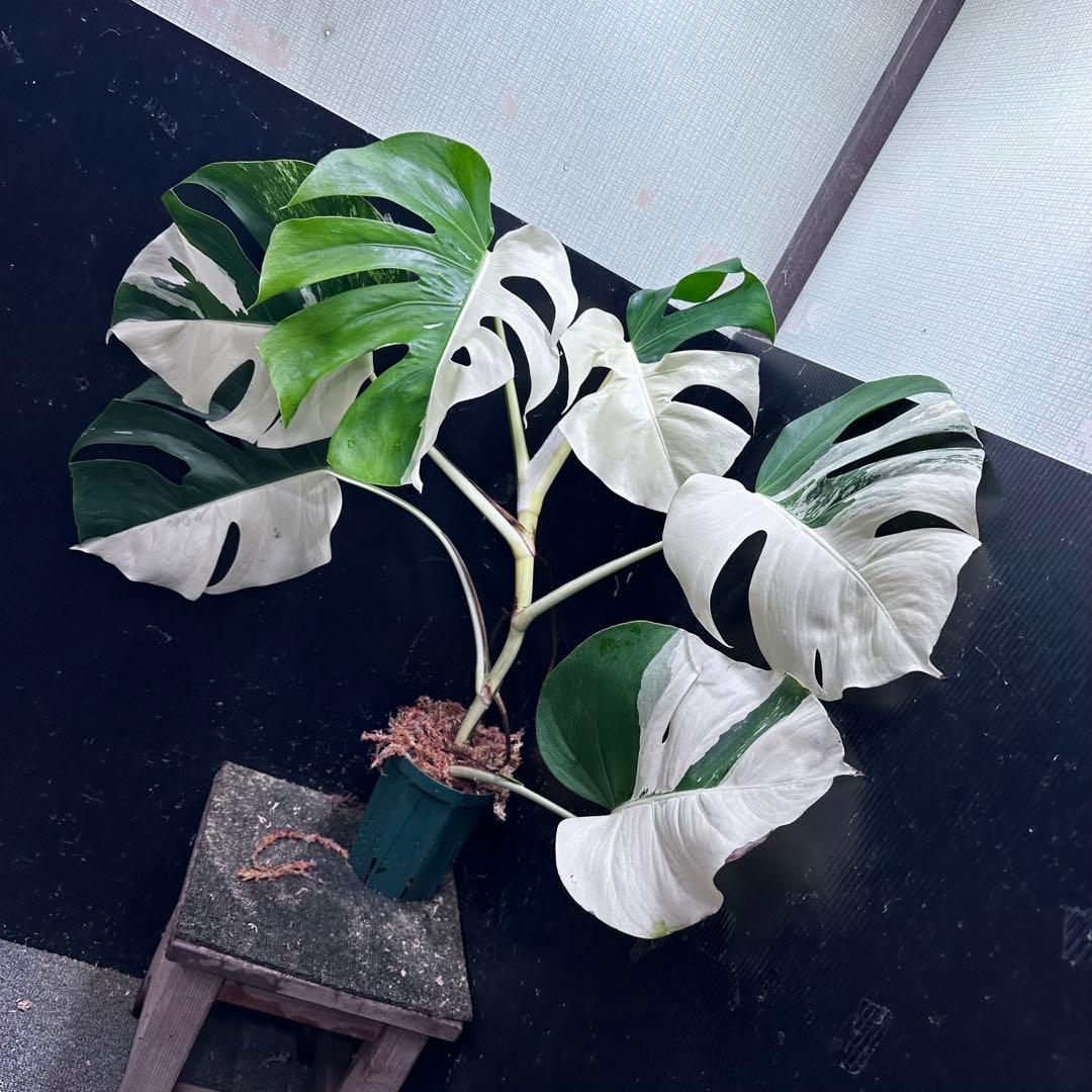 ☆*☆様 モンステラ斑入りハーフムーンホワイトタイガー極美斑入り73cm