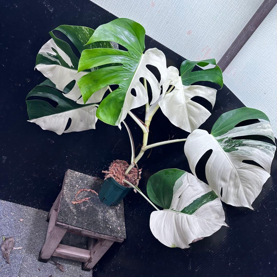 ☆*☆様 モンステラ斑入りハーフムーンホワイトタイガー極美斑入り73cm