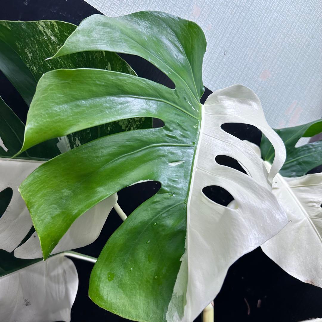☆*☆様 モンステラ斑入りハーフムーンホワイトタイガー極美斑入り73cm