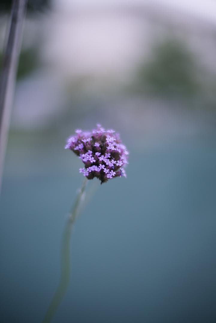 夜と言う名のレンズ Voigtlander NOKTON 50mm F1.1
