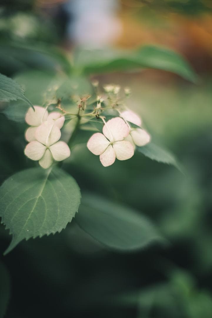 夜と言う名のレンズ Voigtlander NOKTON 50mm F1.1