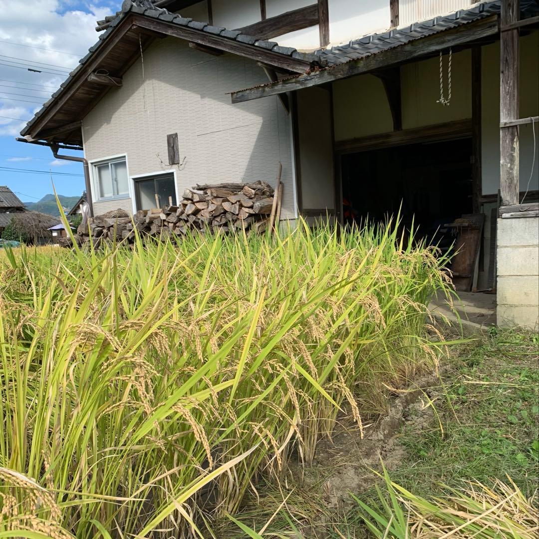 【kijimuna】　熊本県 自然栽培米 ひのひかり 玄米20kg