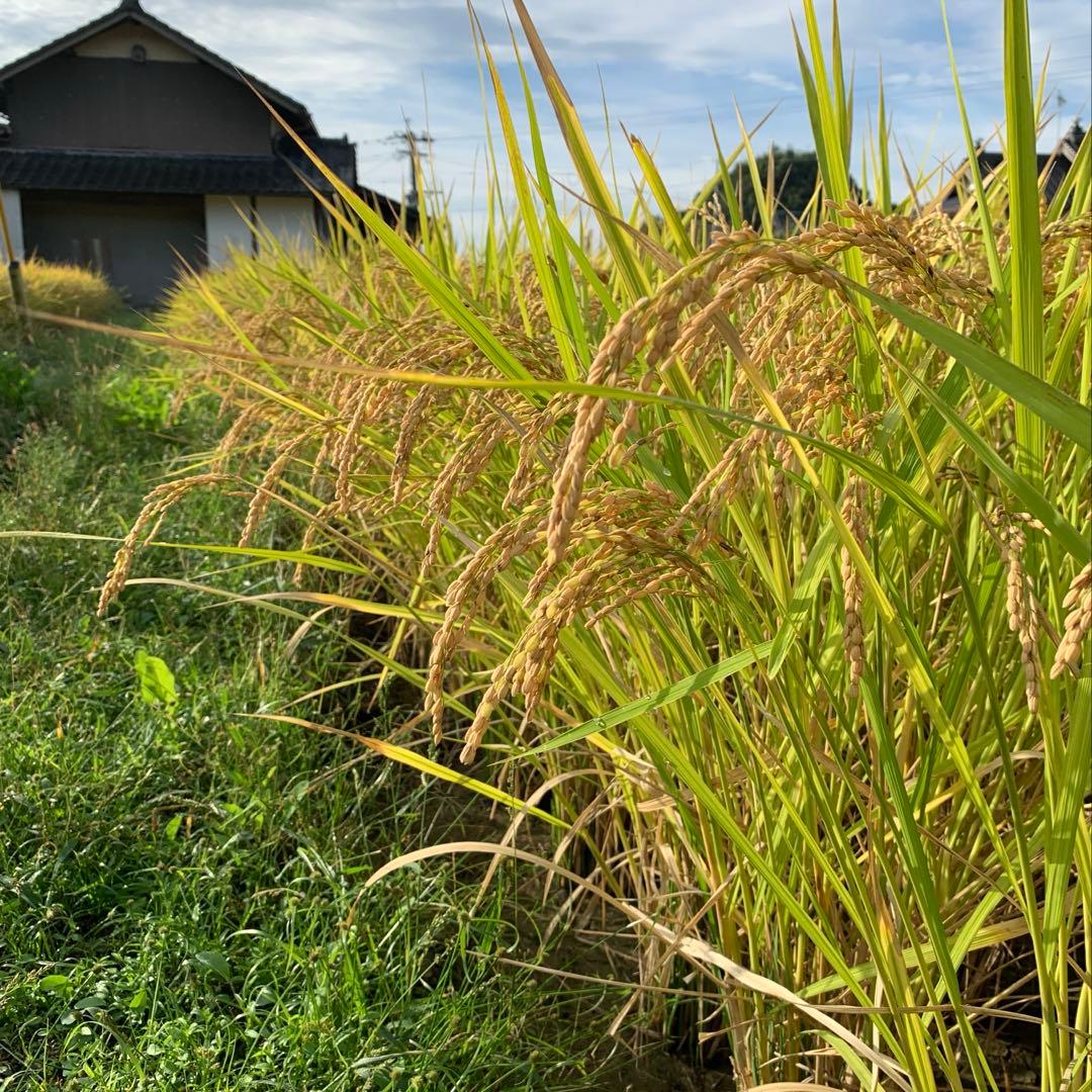 【kijimuna】　熊本県 自然栽培米 ひのひかり 玄米20kg