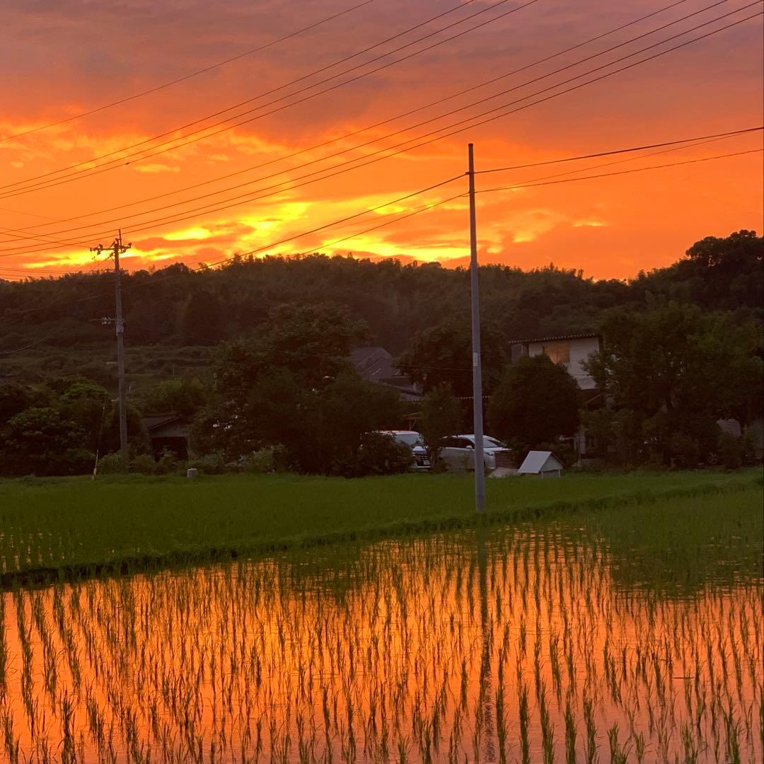 【kijimuna】　熊本県 自然栽培米 ひのひかり 玄米20kg
