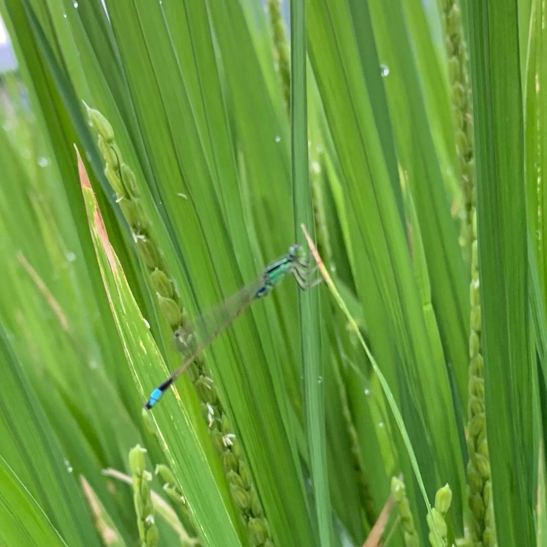 【kijimuna】　熊本県 自然栽培米 ひのひかり 玄米20kg